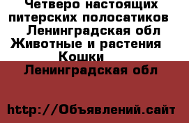 Четверо настоящих питерских полосатиков. - Ленинградская обл. Животные и растения » Кошки   . Ленинградская обл.